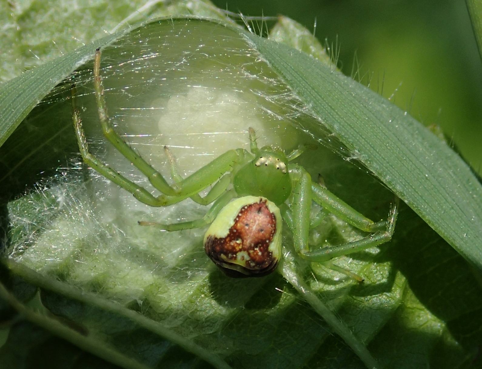 Ebrechtella tricuspidata con ovisacco - Lughignano (TV)